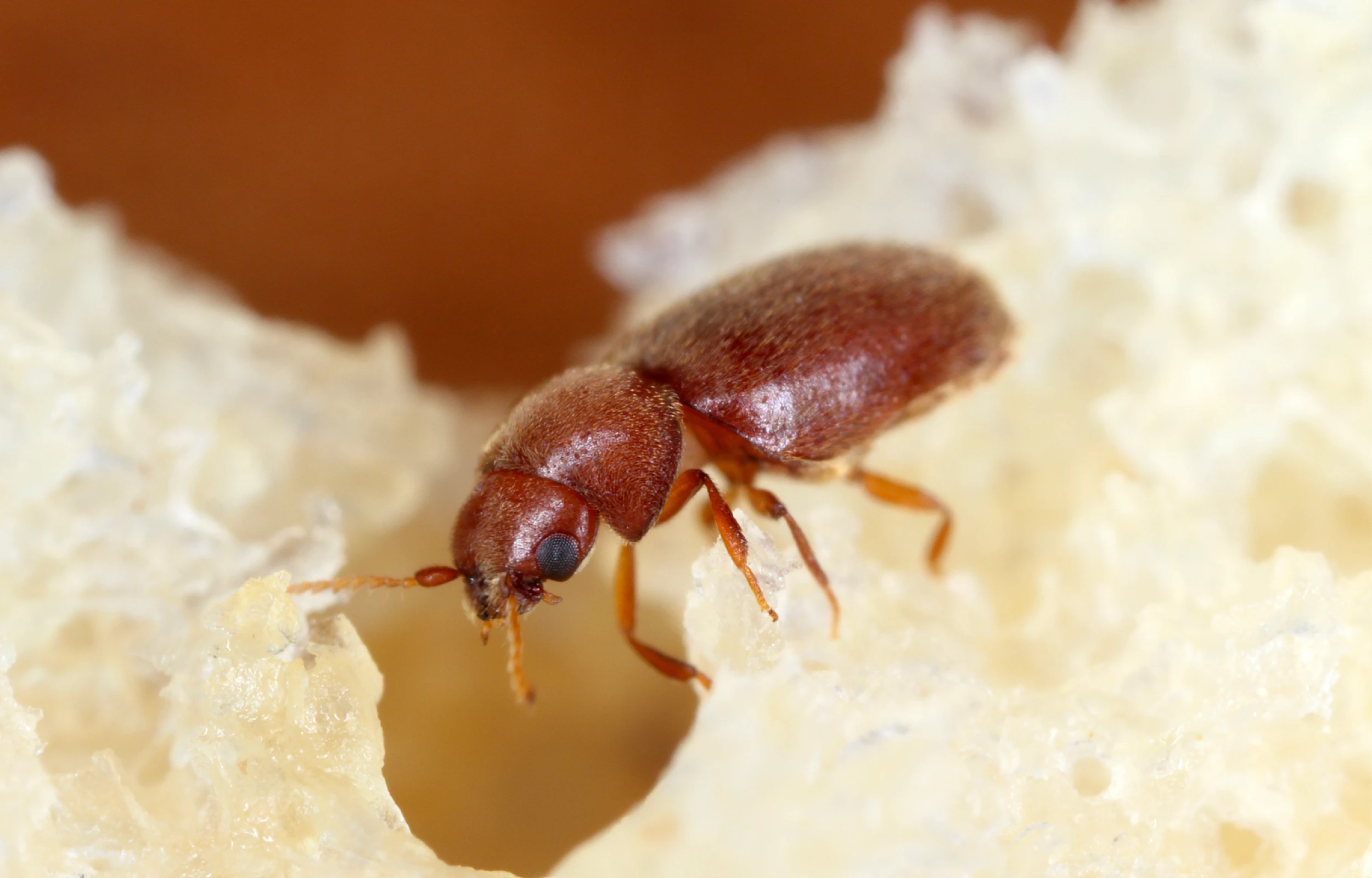 tobacco beetle size Cigarette Beetles Control, Get Rid of Beetles Cigarette Beetle