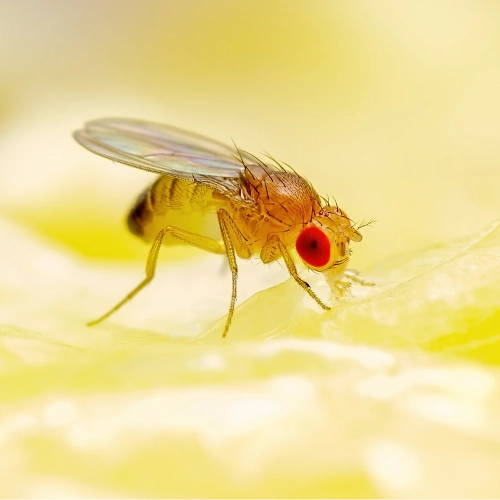 A close up shot of a tropical fly on ripe fruit 