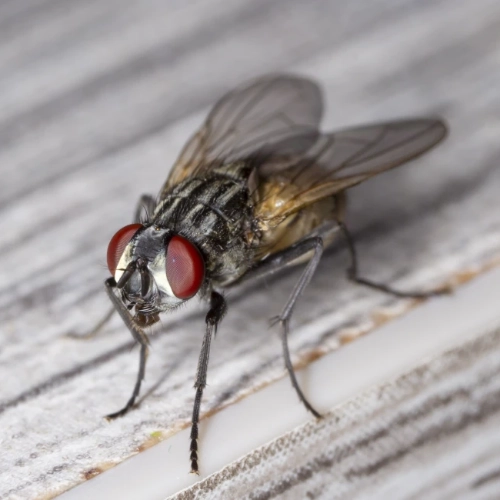 A close up shot of a housefly 