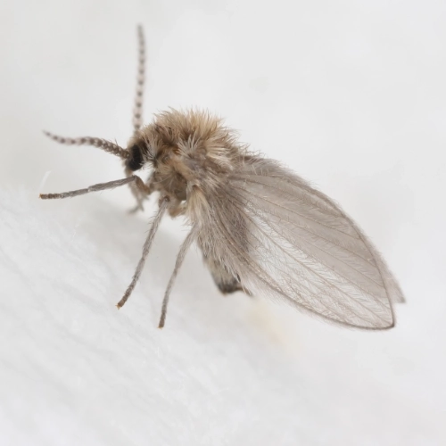 A close up shot of a drain fly  