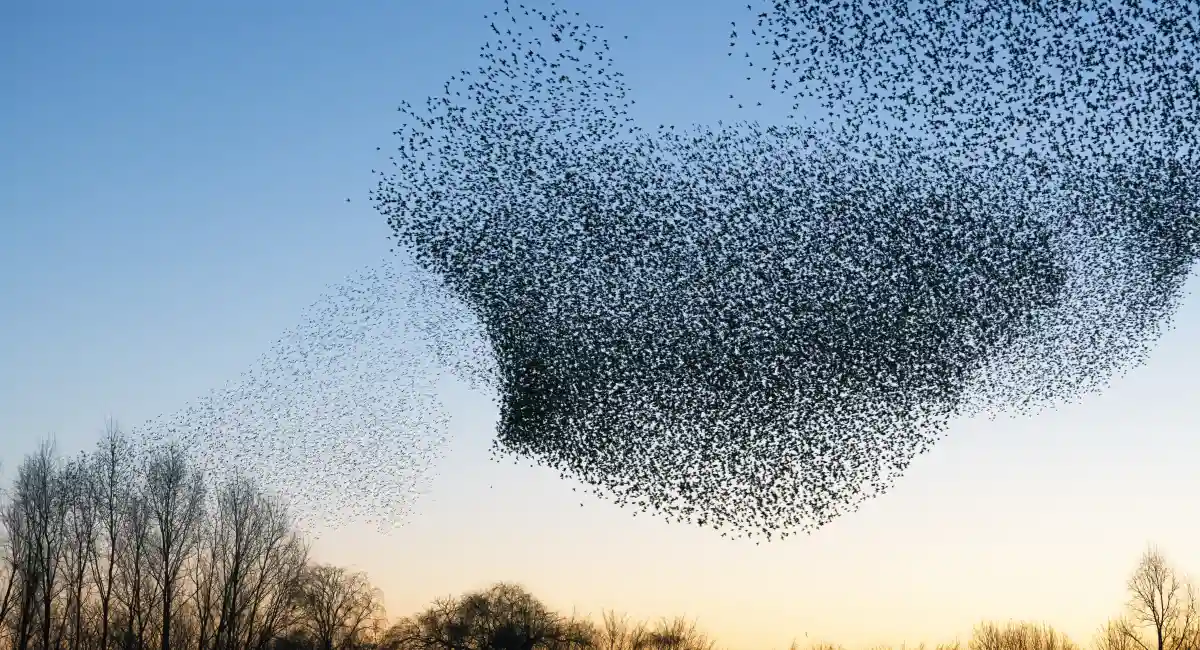 A large flock of starlings at dusk, over a wooded areas