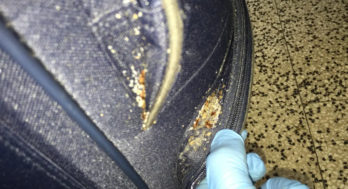 A severe bed bug infestation inside the seams a blue fabric suitcase 