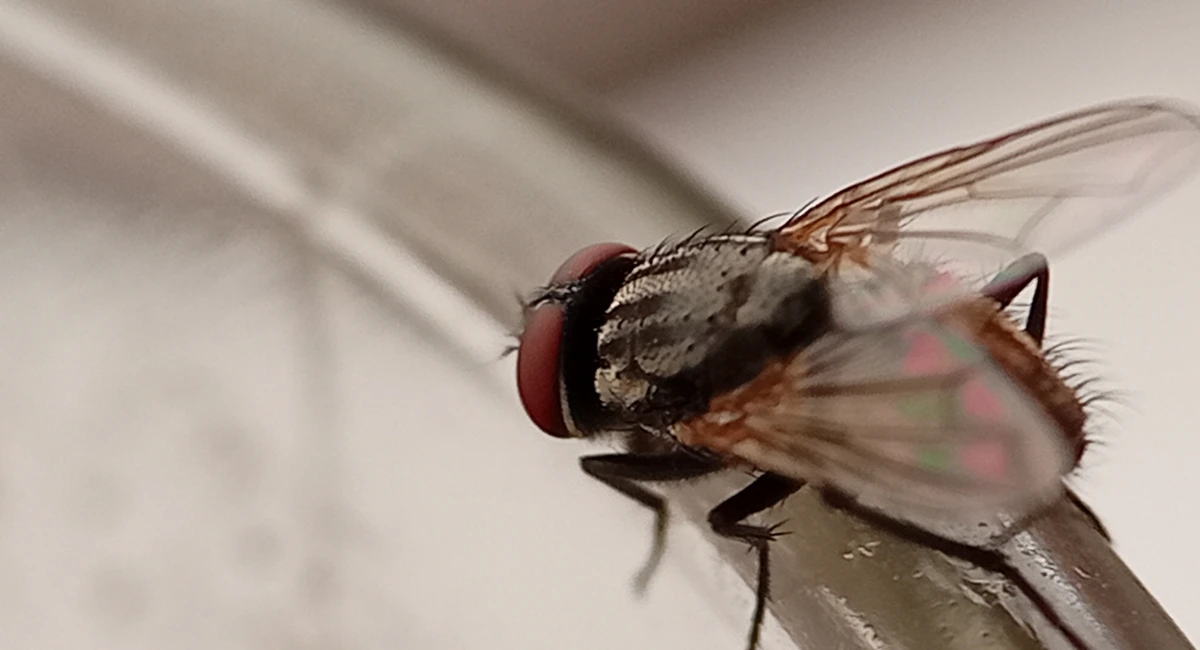 adult-house-fly-of-the-species-musca-domestica-royalty-free-image