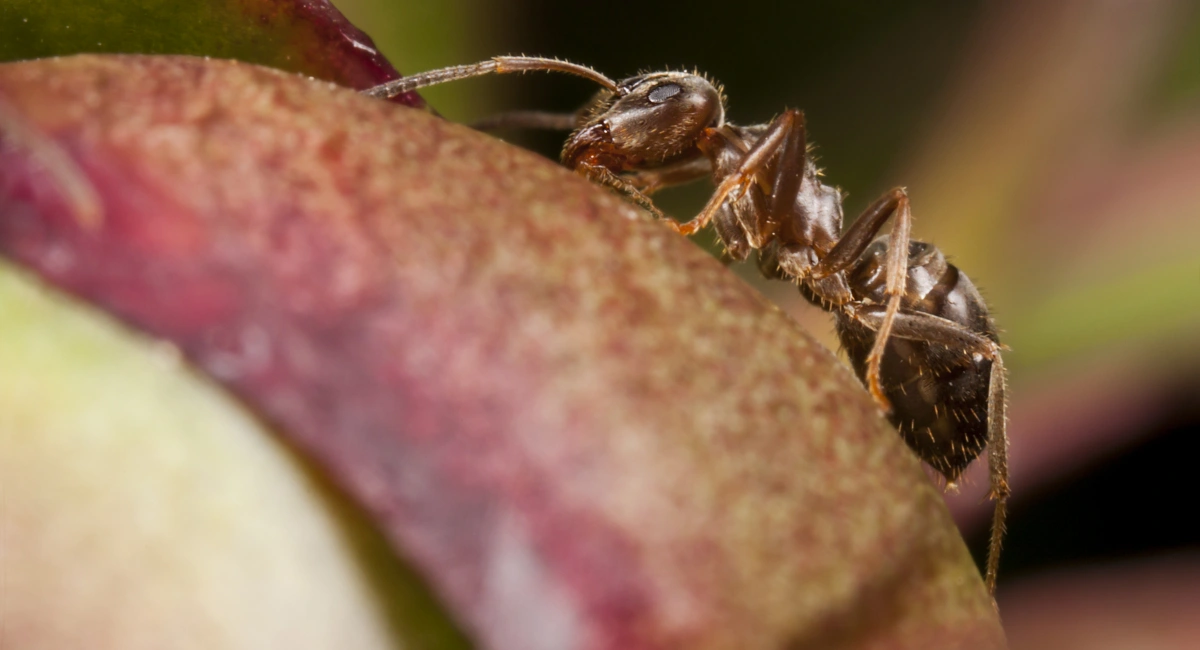 ants-with-gun-target-on-house-floor