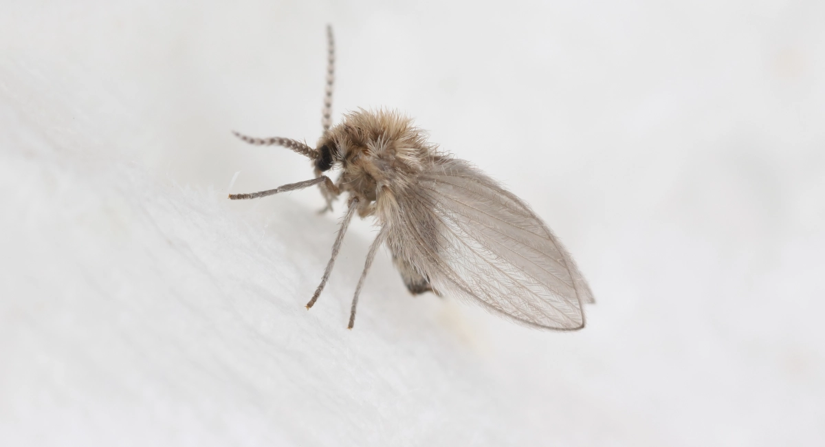 are flies attracted to cigarettes What Are Flies Most Attracted To?