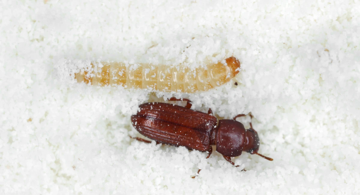 A confused flour beetle and larva