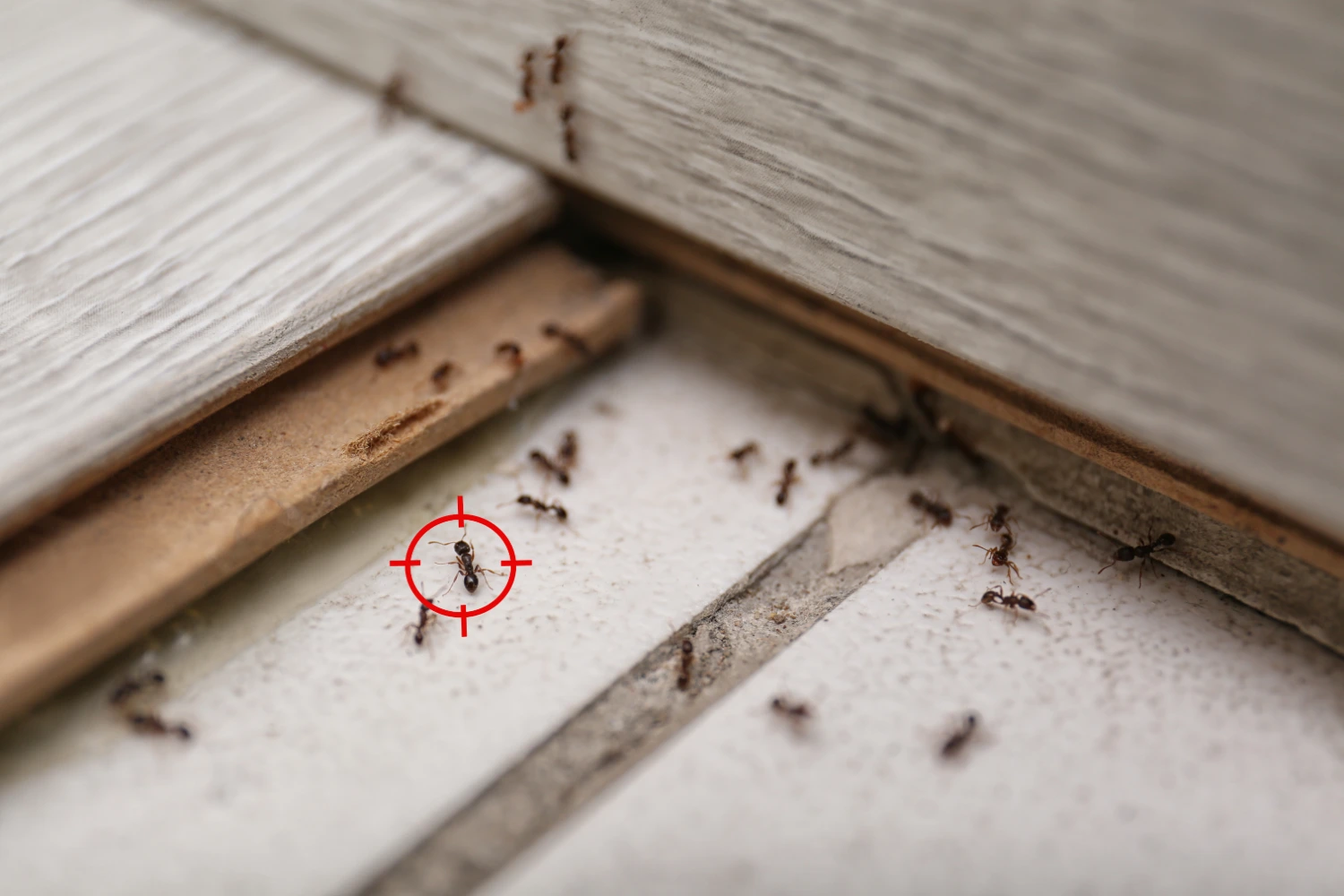 ants-with-gun-target-on-house-floor