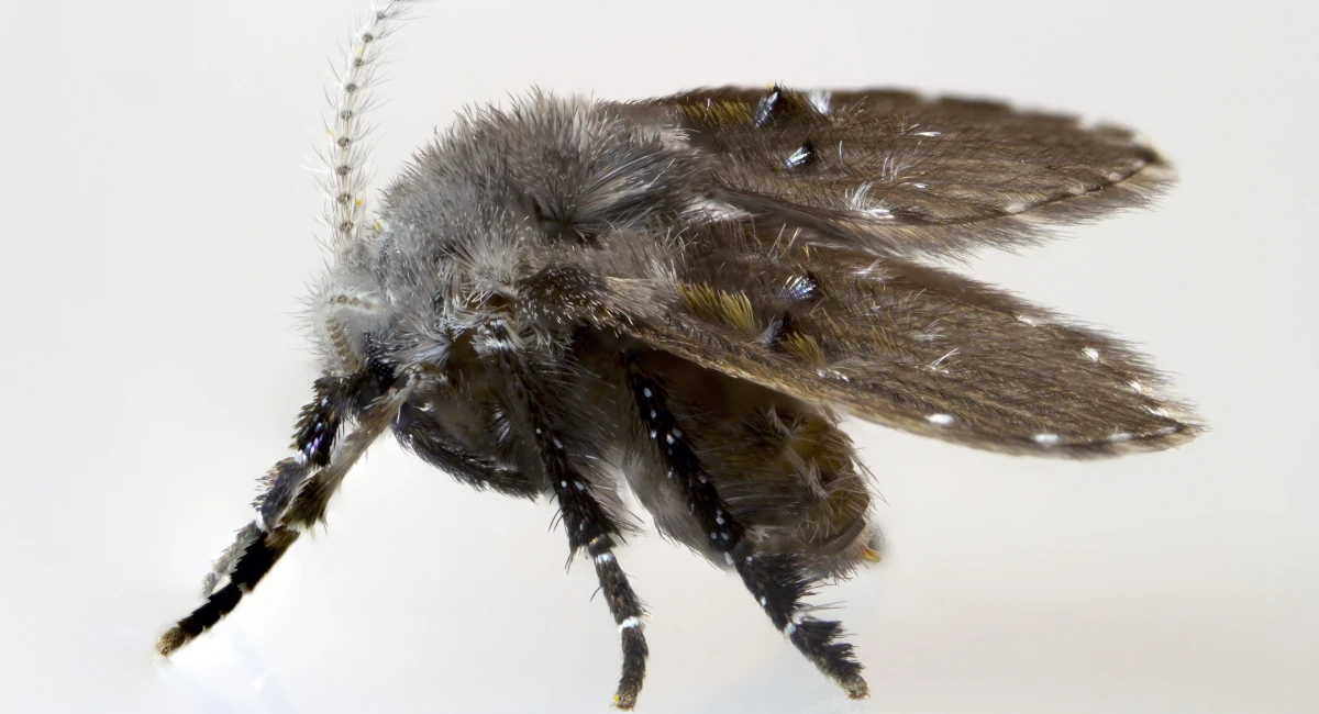 drain-fly-at-high-magnification