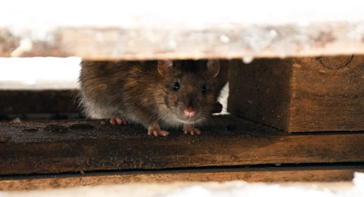 A rat hides under wooden planks and looks out.