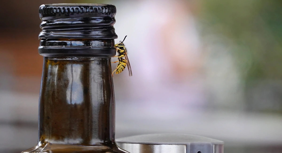 A wasp on the neck of a bottle of balsamic vinegar on an outdoor table 