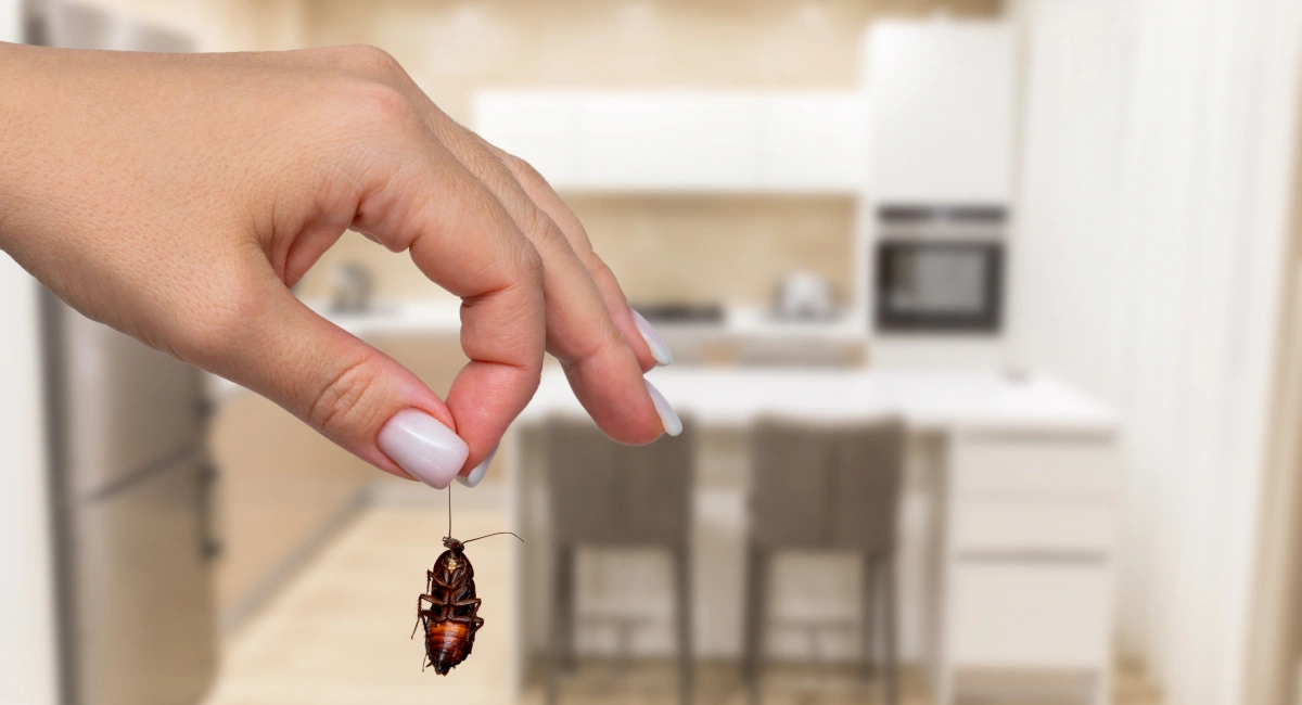 A hand picking up a dead cockroach in a contemporary kitchen