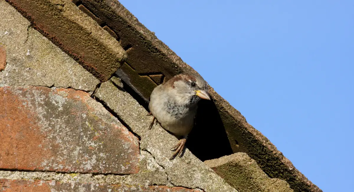 A house sparrow peers out from beneath a roof, where it is nesting