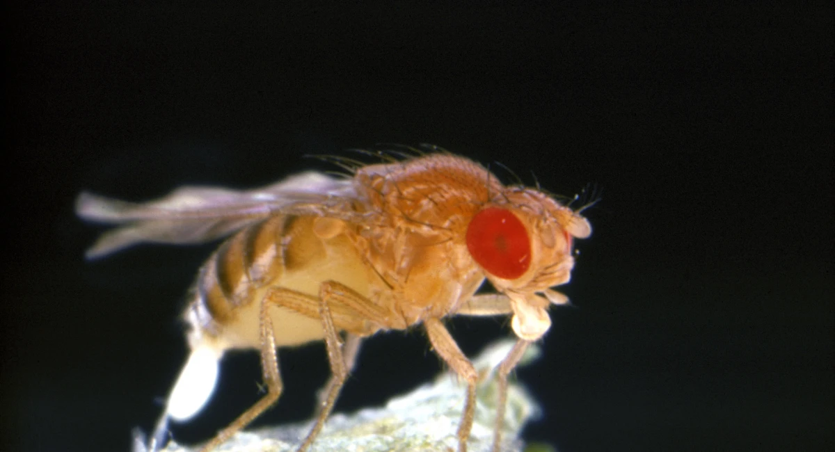 fruit-fly-drosophila-melanogaster-laying-eggs