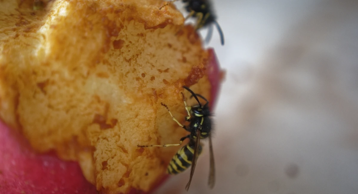 Wasps eating an apple