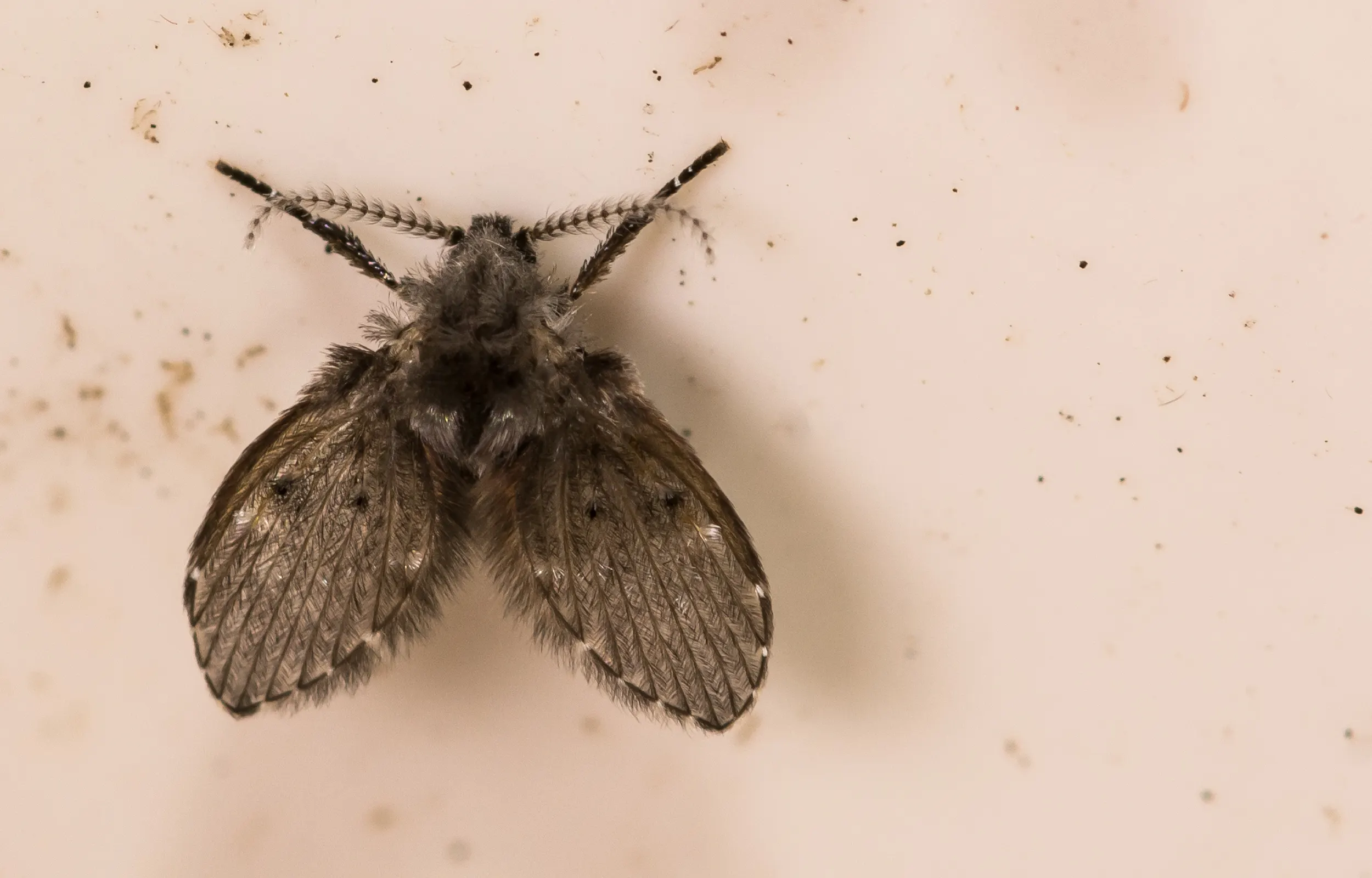 A drain fly, with a fuzzy abdomen and thorax, and grey wings