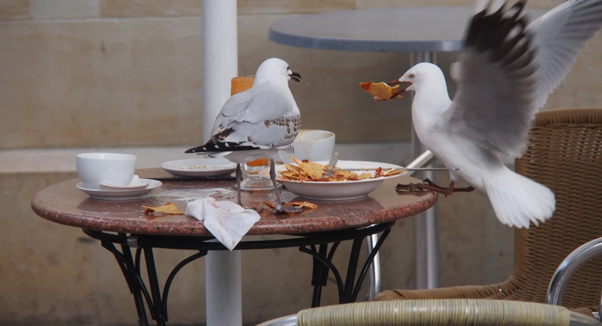 Two seagulls invade an outdoor table at a restaurant, snatching food from a bowl.