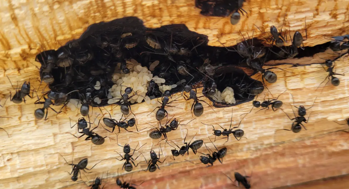 A carpenter ant nest in a piece of wood