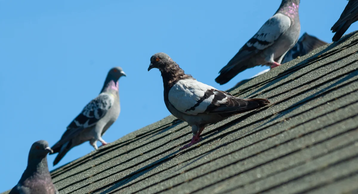 A small group of pigeons roams across a slanted rooftop